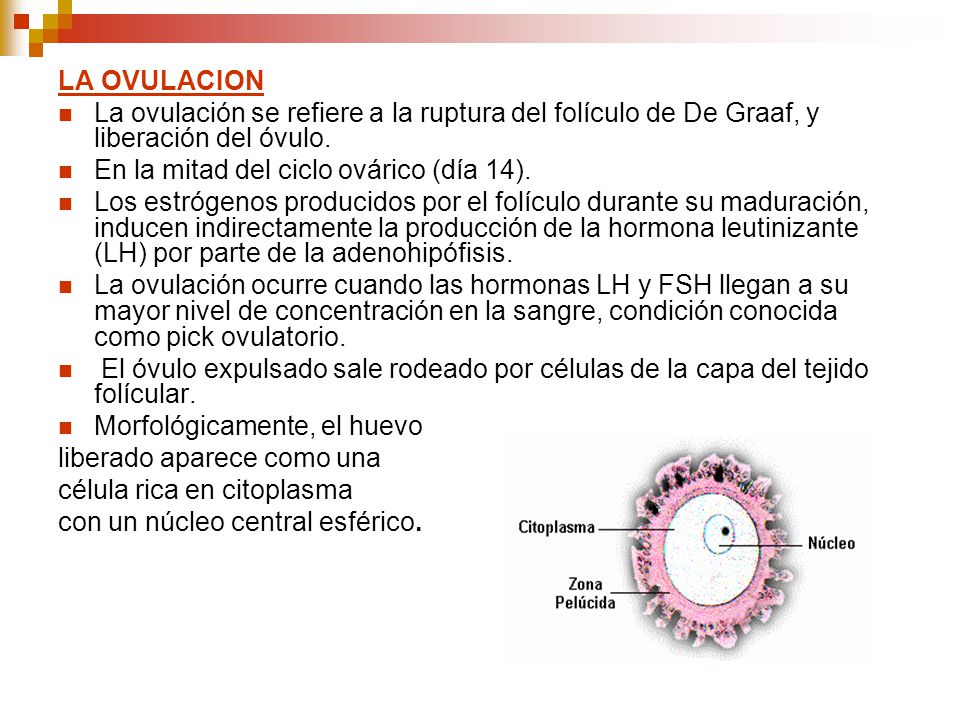 LA OVULACION La ovulación se refiere a la ruptura del folículo de De Graaf, y liberación del óvulo.