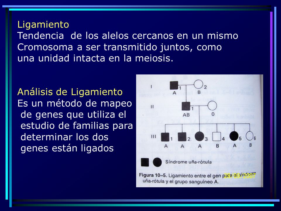 Ligamiento Tendencia de los alelos cercanos en un mismo. Cromosoma a ser transmitido juntos, como.