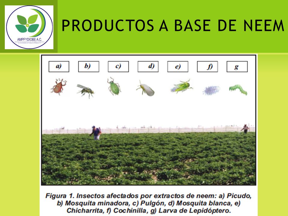 PRODUCTOS A BASE DE NEEM