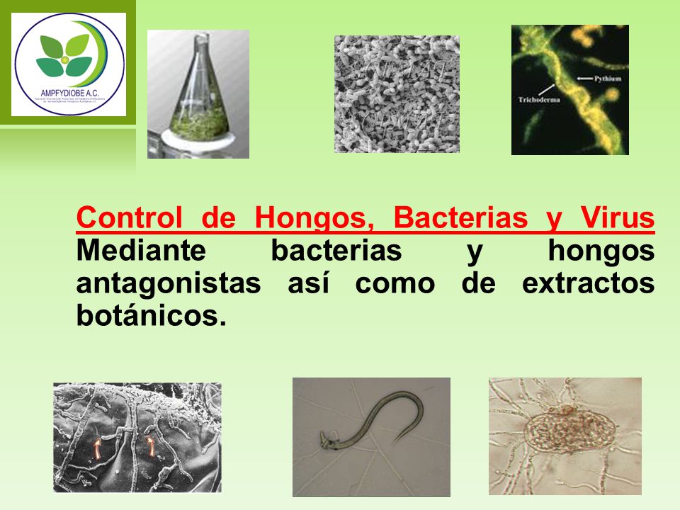 Control de Hongos, Bacterias y Virus Mediante bacterias y hongos antagonistas así como de extractos botánicos.