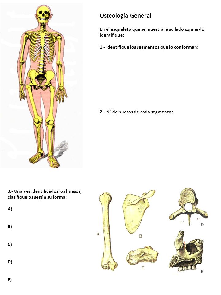 Osteología General En el esqueleto que se muestra a su lado izquierdo identifique: 1.- Identifique los segmentos que lo conforman: 2.- N° de huesos de cada segmento: