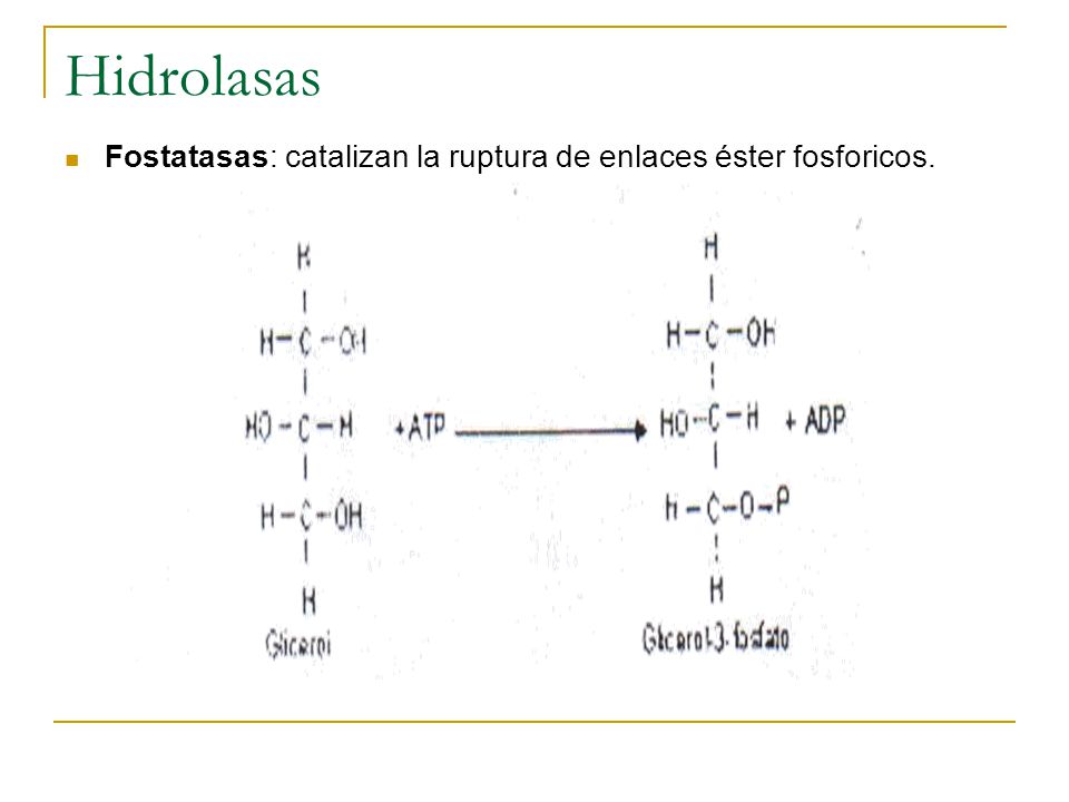 Hidrolasas Fostatasas: catalizan la ruptura de enlaces éster fosforicos.