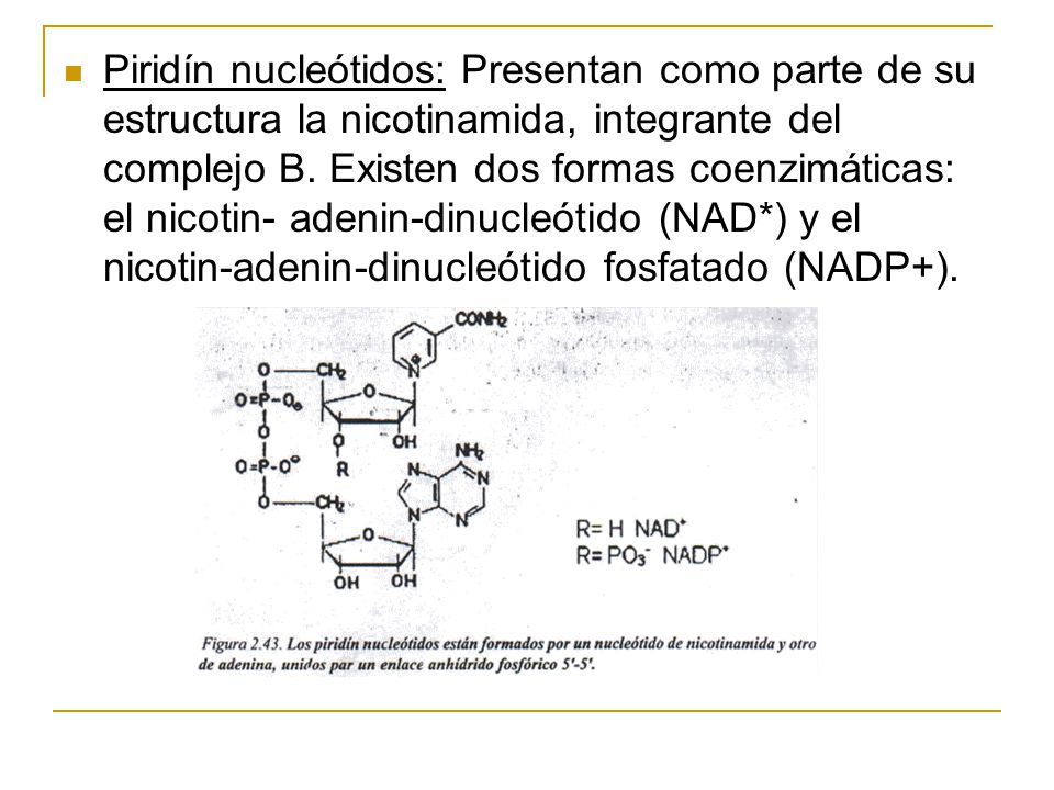Piridín nucleótidos: Presentan como parte de su estructura la nicotinamida, integrante del complejo B.