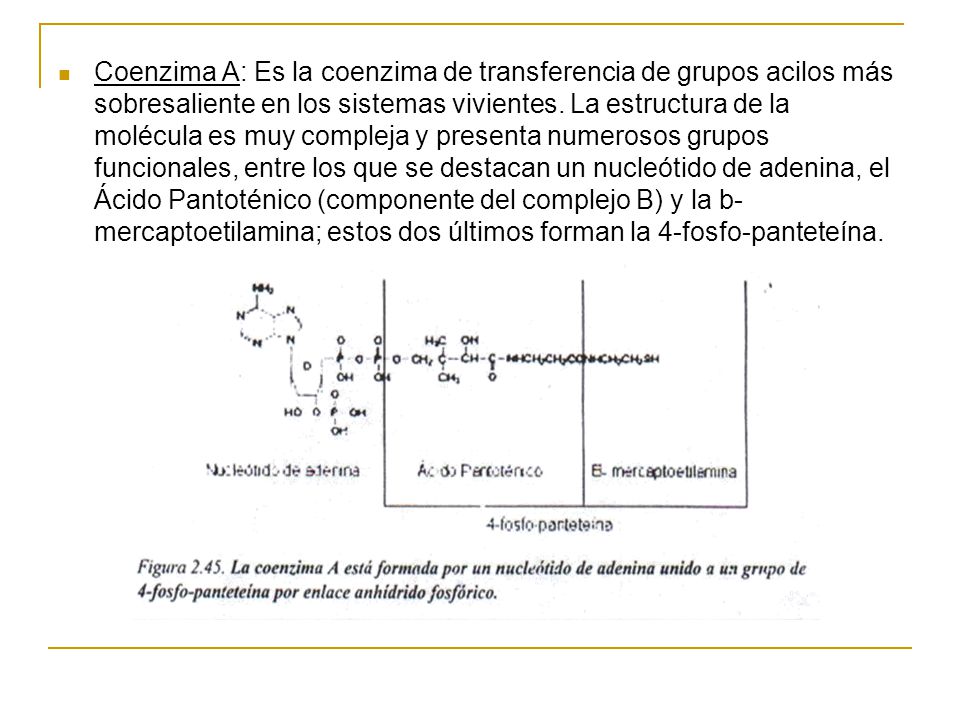 Coenzima A: Es la coenzima de transferencia de grupos acilos más sobresaliente en los sistemas vivientes.