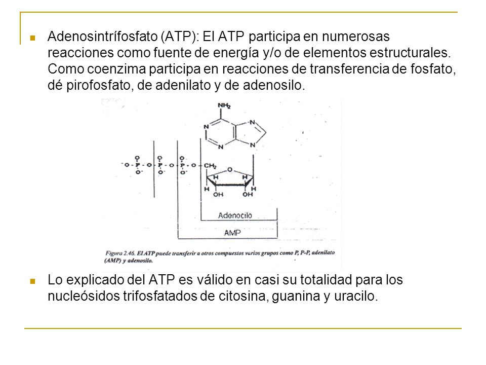 Adenosintrífosfato (ATP): El ATP participa en numerosas reacciones como fuente de energía y/o de elementos estructurales. Como coenzima participa en reacciones de transferencia de fosfato, dé pirofosfato, de adenilato y de adenosilo.