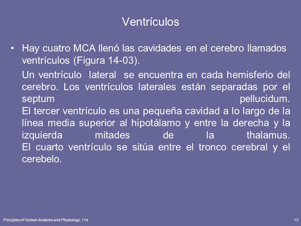 Ventrículos Hay cuatro MCA llenó las cavidades en el cerebro llamados ventrículos (Figura 14-03).