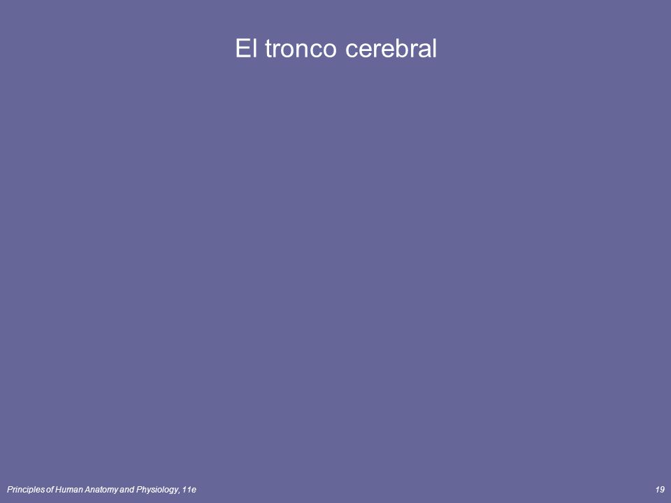 El tronco cerebral Principles of Human Anatomy and Physiology, 11e