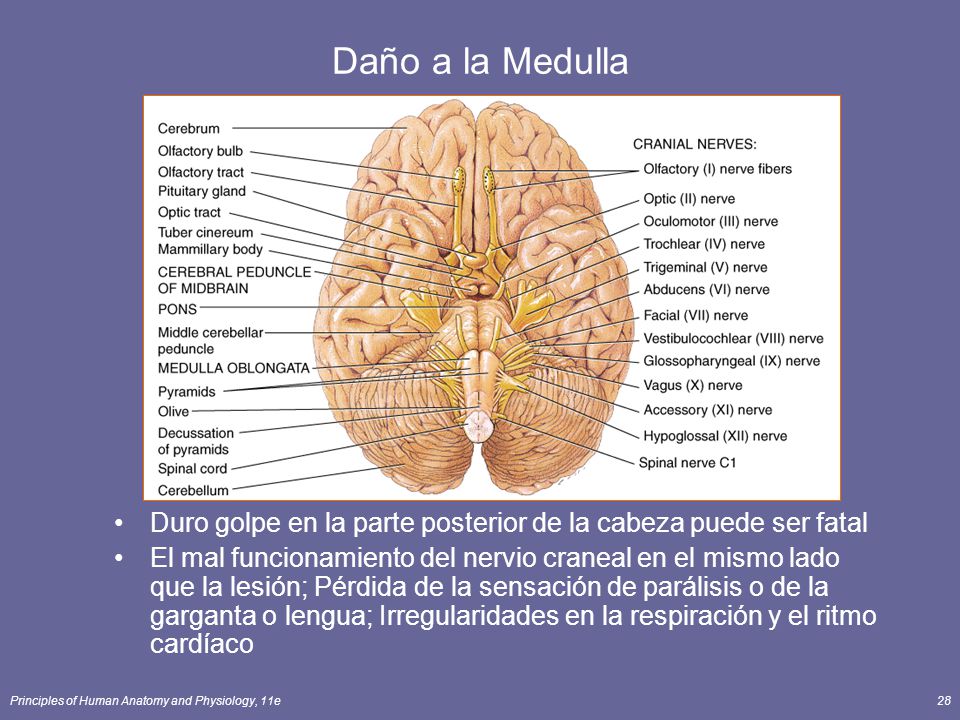 Daño a la Medulla Duro golpe en la parte posterior de la cabeza puede ser fatal.