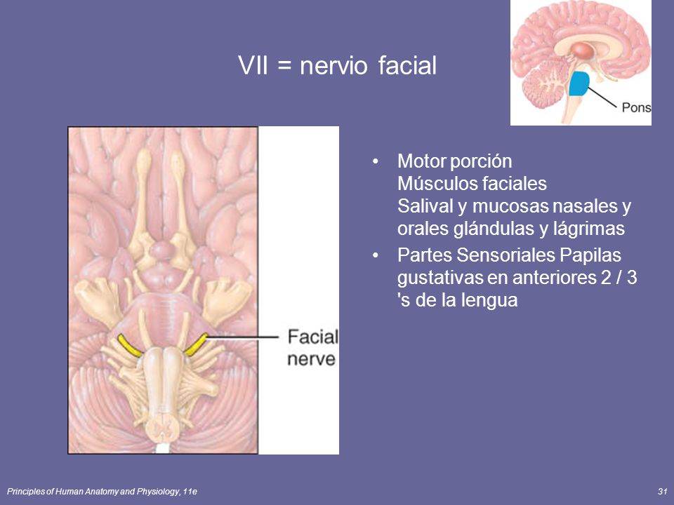 VII = nervio facial Motor porción Músculos faciales Salival y mucosas nasales y orales glándulas y lágrimas.