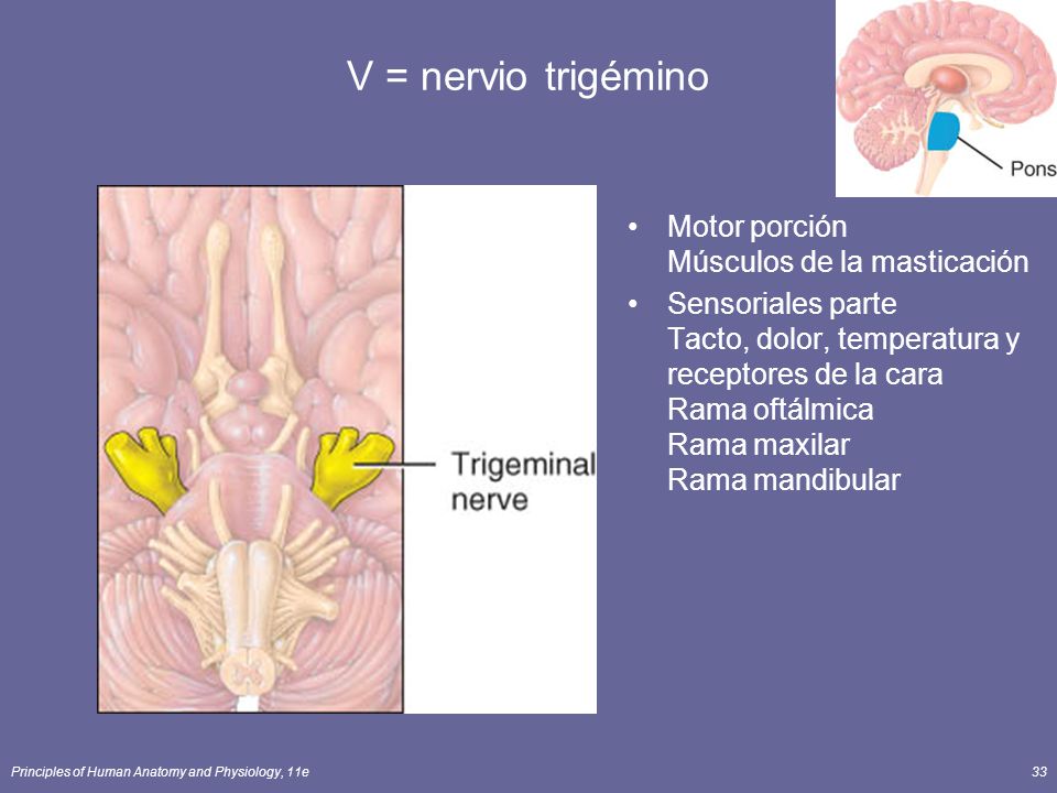 V = nervio trigémino Motor porción Músculos de la masticación
