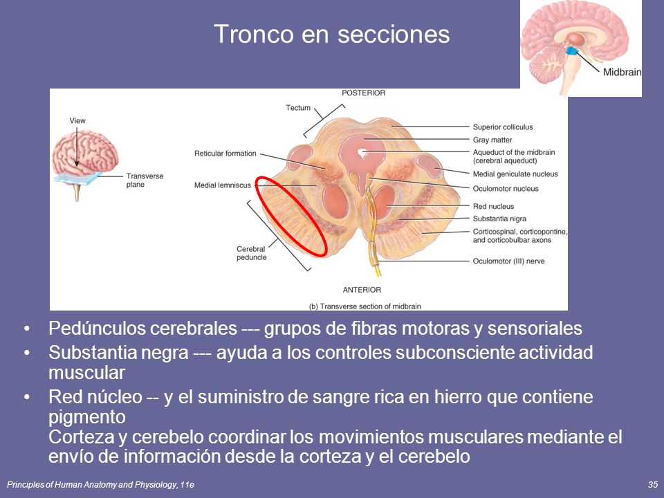 Tronco en secciones Pedúnculos cerebrales --- grupos de fibras motoras y sensoriales.