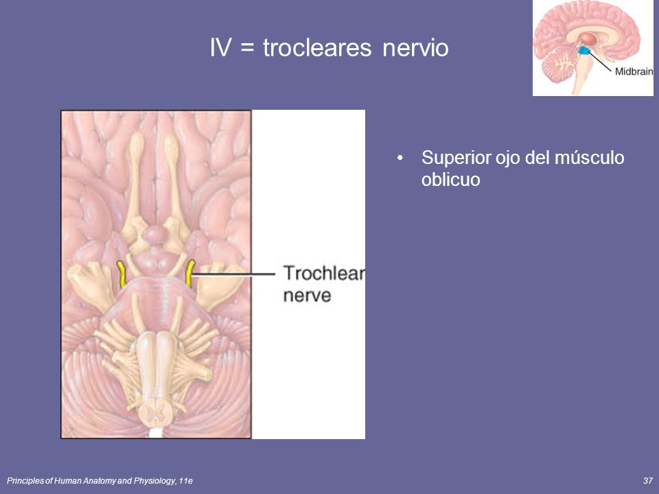 IV = trocleares nervio Superior ojo del músculo oblicuo