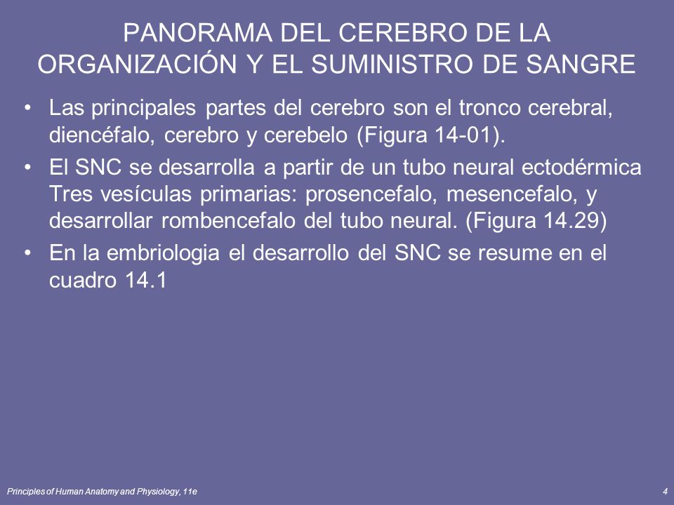 PANORAMA DEL CEREBRO DE LA ORGANIZACIÓN Y EL SUMINISTRO DE SANGRE