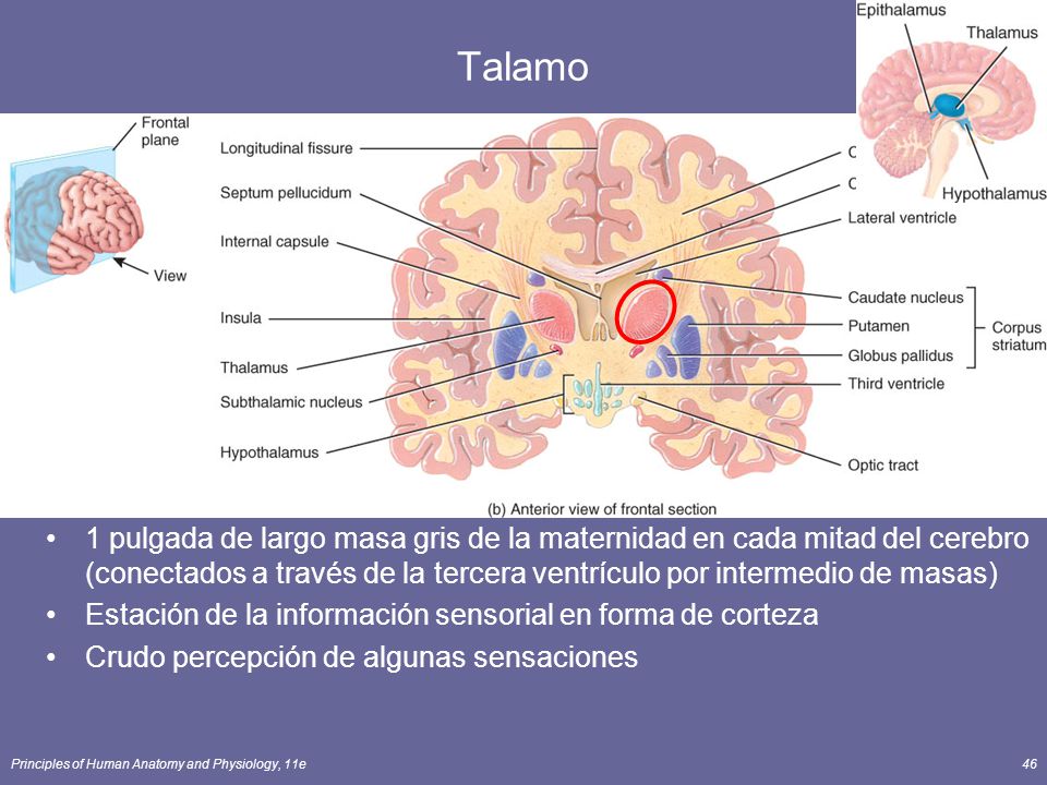 Talamo 1 pulgada de largo masa gris de la maternidad en cada mitad del cerebro (conectados a través de la tercera ventrículo por intermedio de masas)