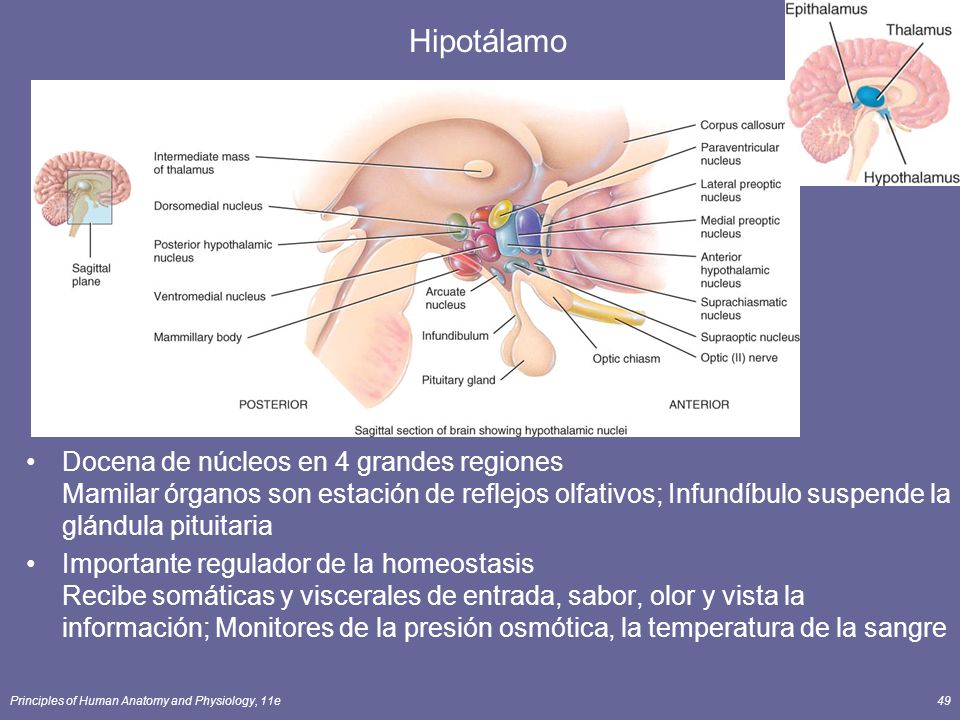 Hipotálamo Docena de núcleos en 4 grandes regiones Mamilar órganos son estación de reflejos olfativos; Infundíbulo suspende la glándula pituitaria.