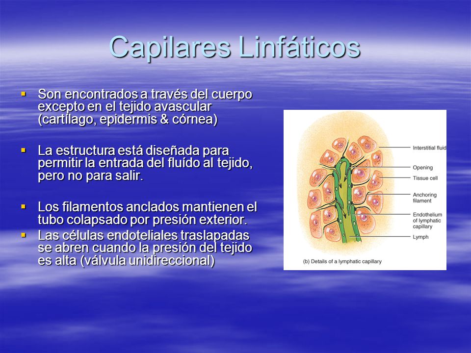 Capilares Linfáticos Son encontrados a través del cuerpo excepto en el tejido avascular (cartílago, epidermis & córnea)