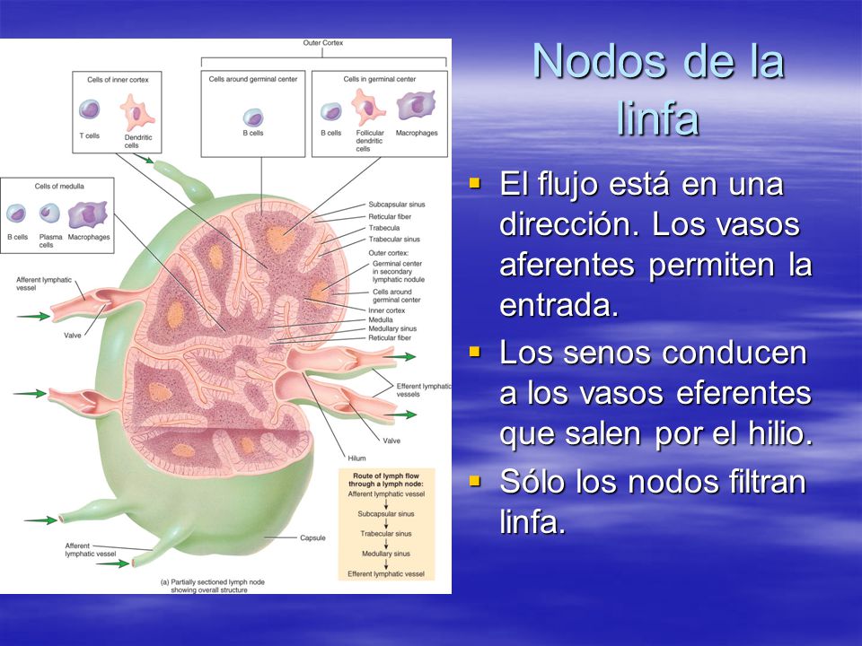 Nodos de la linfa El flujo está en una dirección. Los vasos aferentes permiten la entrada.