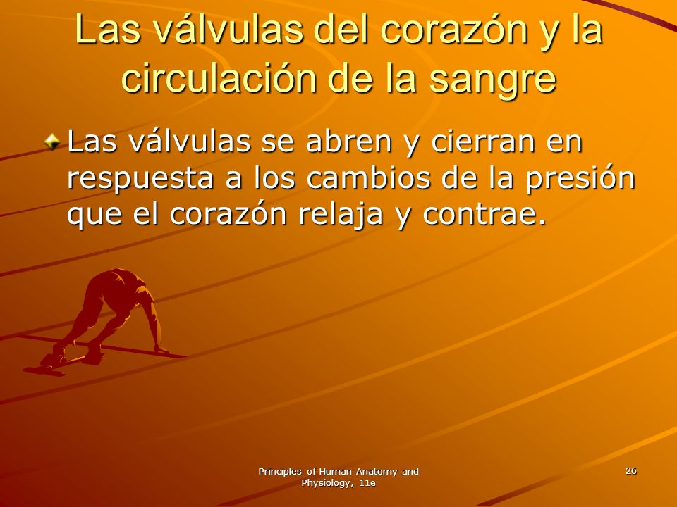 Las válvulas del corazón y la circulación de la sangre