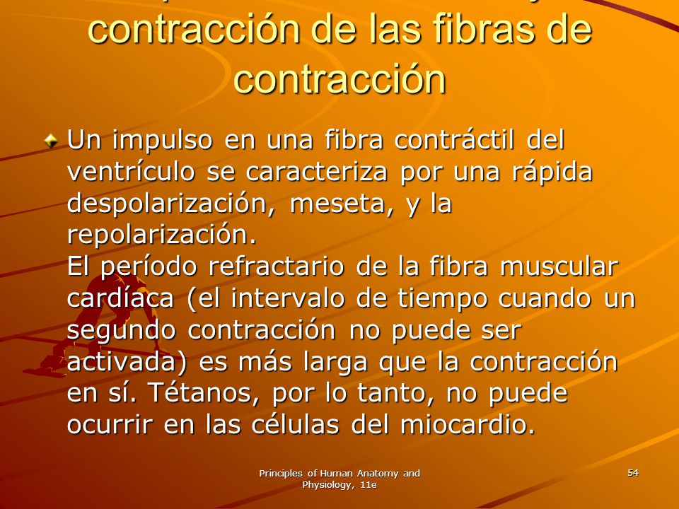 Del potencial de acción y la contracción de las fibras de contracción