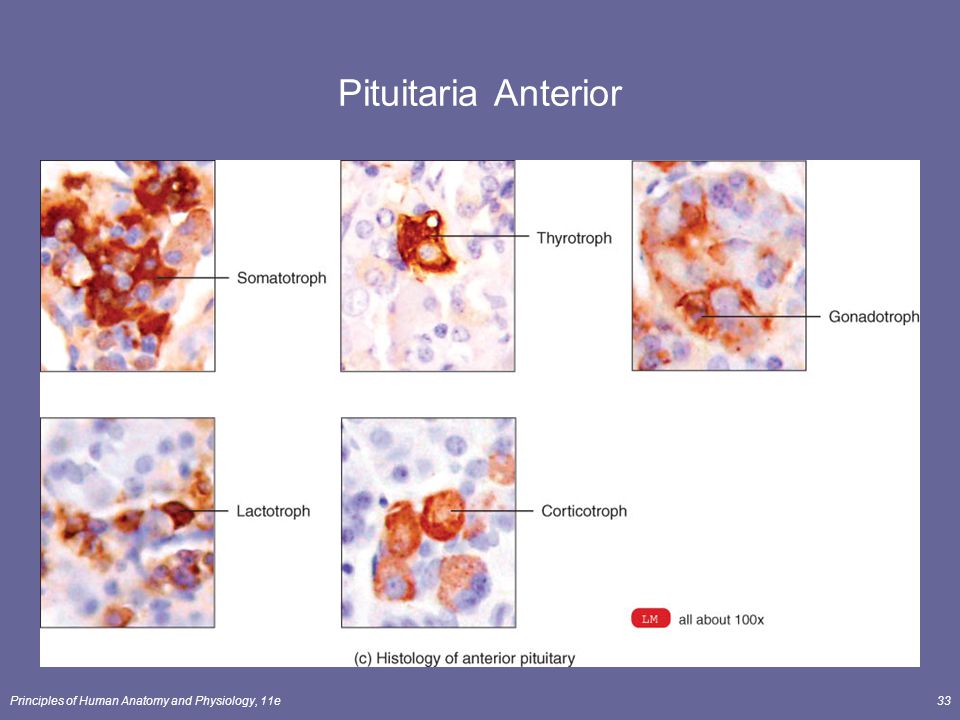 Pituitaria Anterior Principles of Human Anatomy and Physiology, 11e