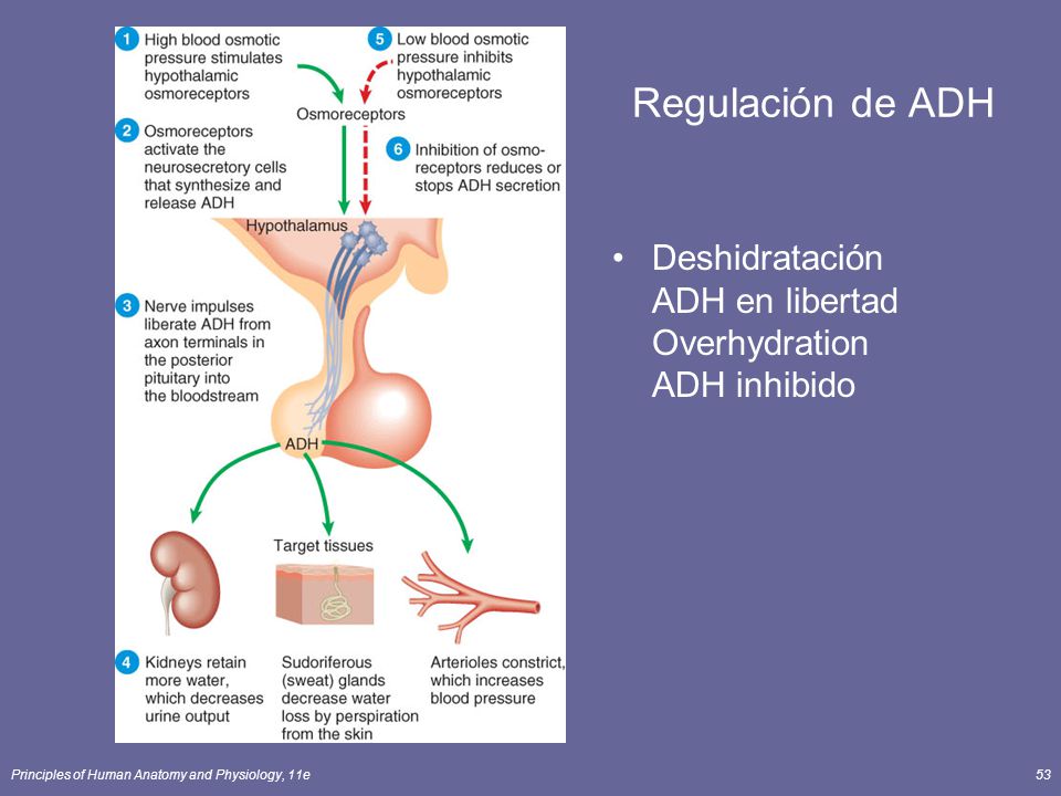 Regulación de ADH Deshidratación ADH en libertad Overhydration ADH inhibido.