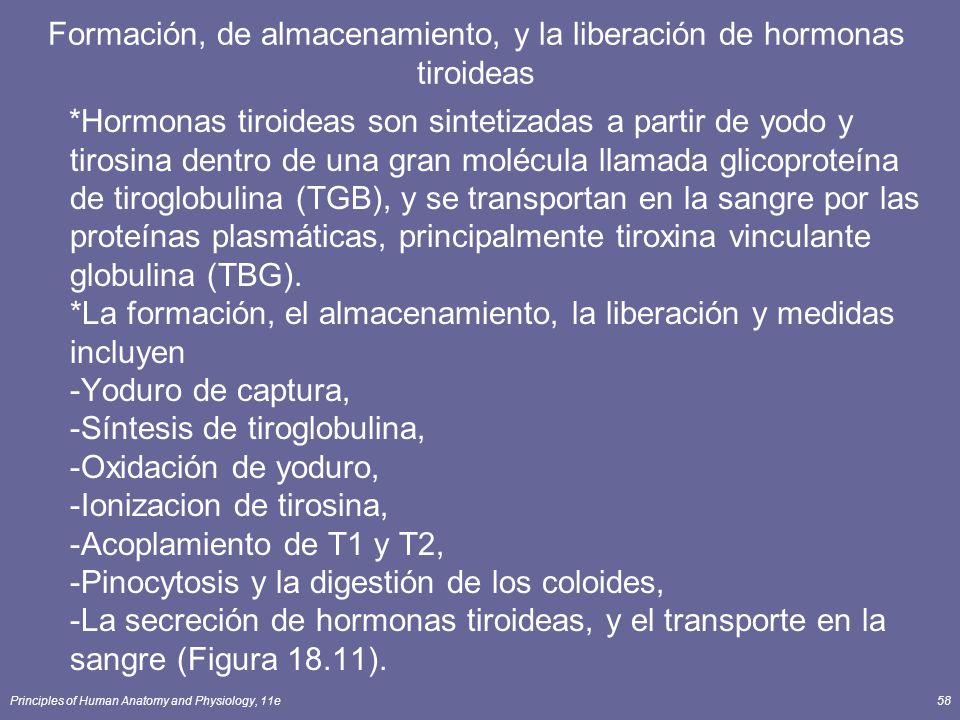 Formación, de almacenamiento, y la liberación de hormonas tiroideas
