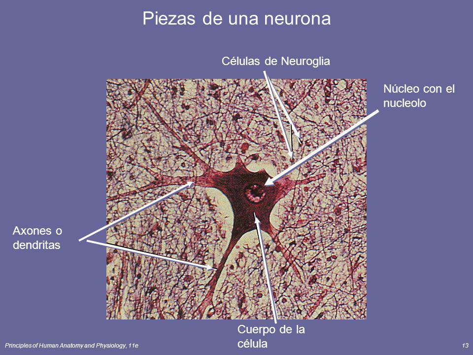 Piezas de una neurona Células de Neuroglia Núcleo con el nucleolo