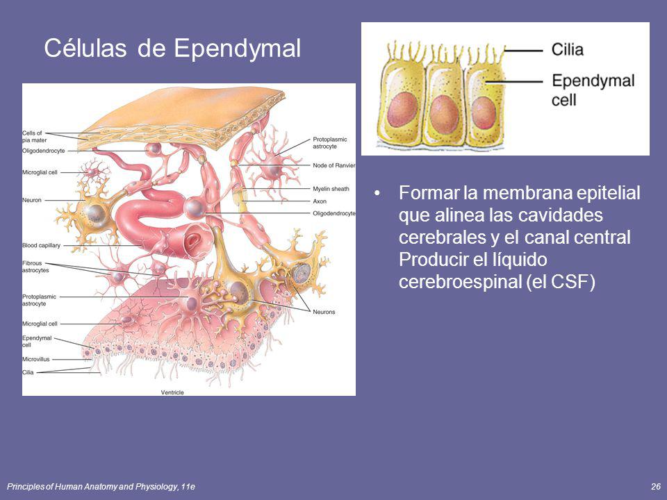 Células de Ependymal Formar la membrana epitelial que alinea las cavidades cerebrales y el canal central Producir el líquido cerebroespinal (el CSF)