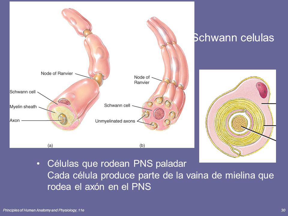 Schwann celulas Células que rodean PNS paladar Cada célula produce parte de la vaina de mielina que rodea el axón en el PNS.