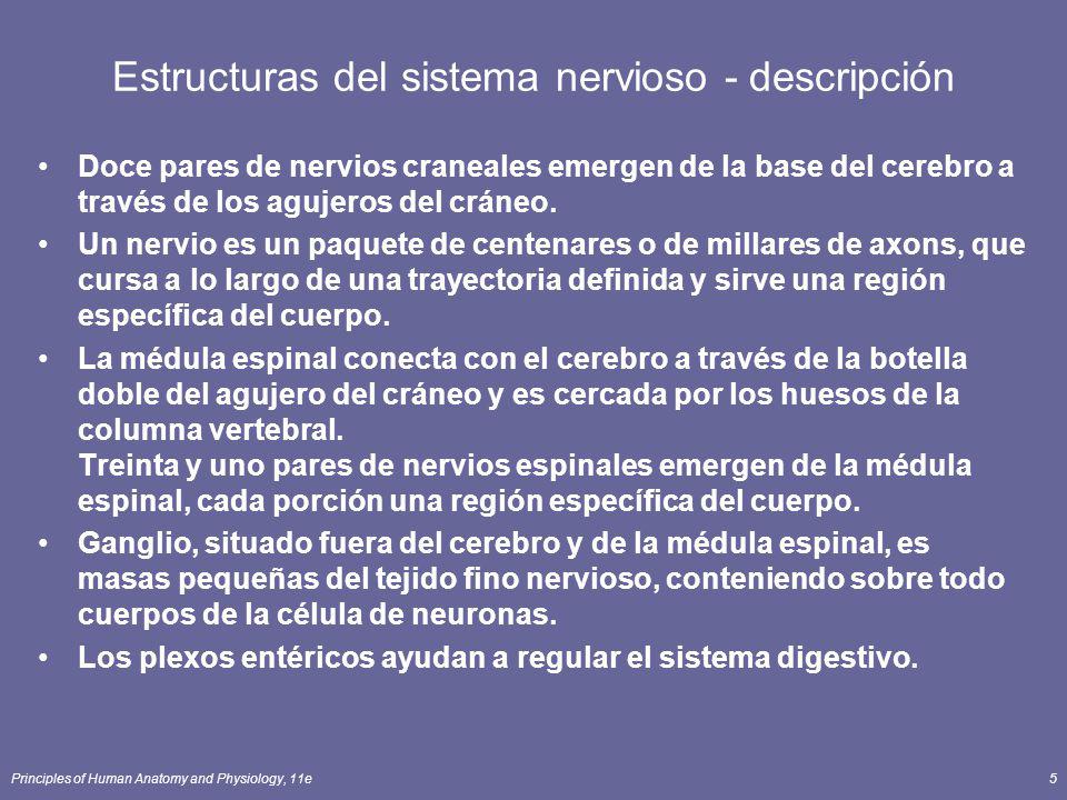 Estructuras del sistema nervioso - descripción