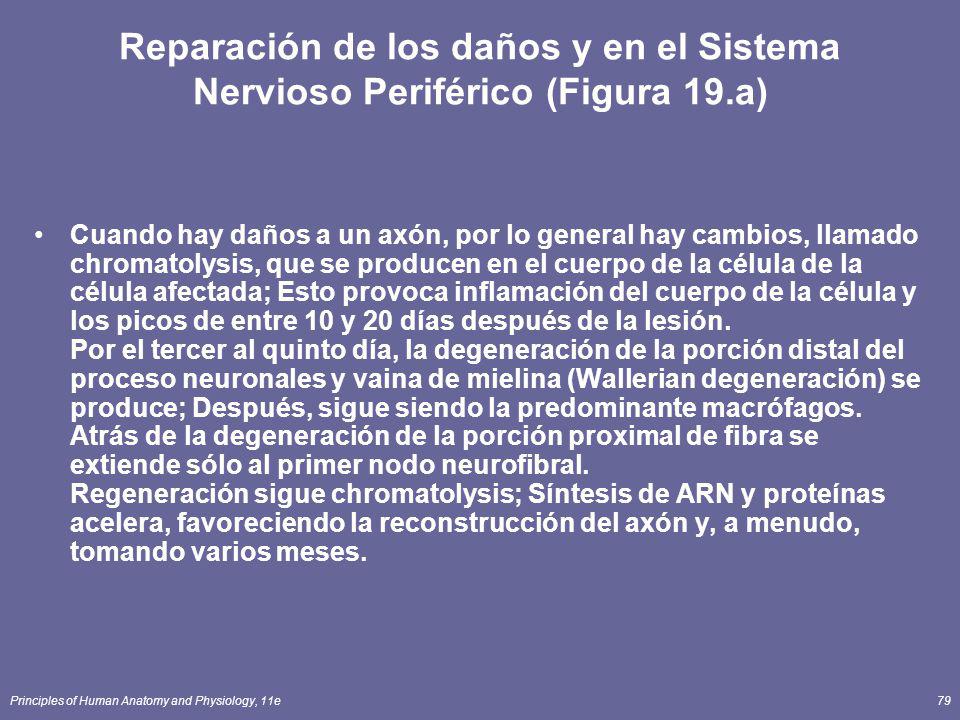 Reparación de los daños y en el Sistema Nervioso Periférico (Figura 19