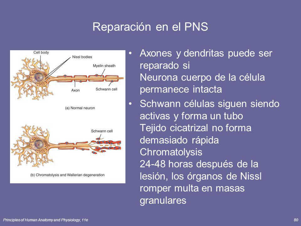 Reparación en el PNS Axones y dendritas puede ser reparado si Neurona cuerpo de la célula permanece intacta.