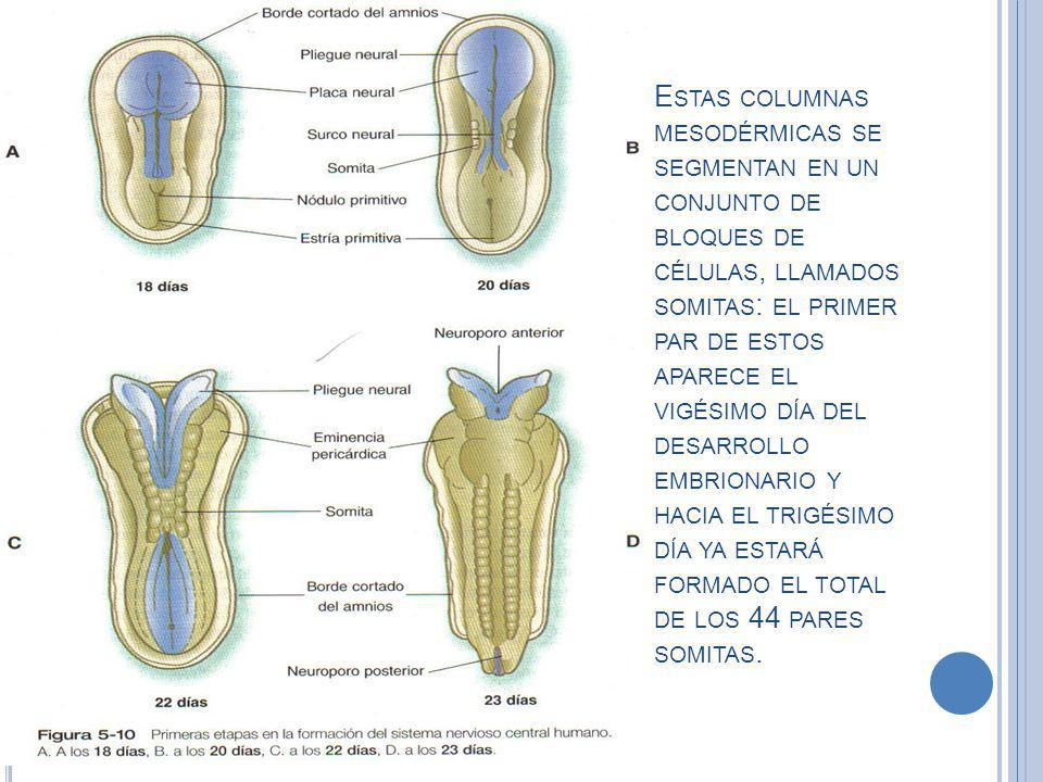 Estas columnas mesodérmicas se segmentan en un conjunto de bloques de células, llamados somitas: el primer par de estos aparece el vigésimo día del desarrollo embrionario y hacia el trigésimo día ya estará formado el total de los 44 pares somitas.