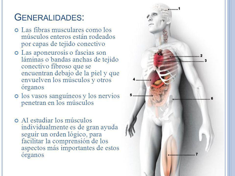 Generalidades: Las fibras musculares como los músculos enteros están rodeados por capas de tejido conectivo.