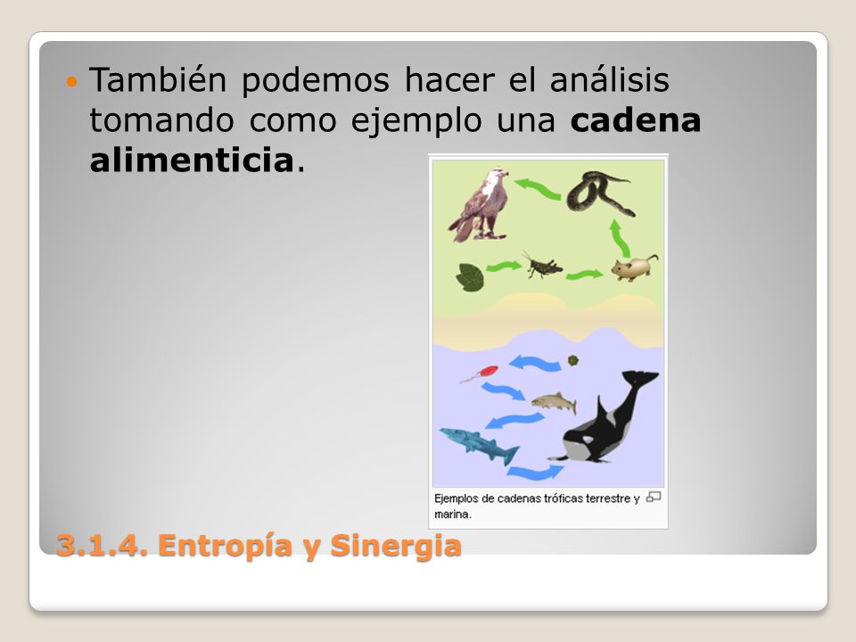 También podemos hacer el análisis tomando como ejemplo una cadena alimenticia.