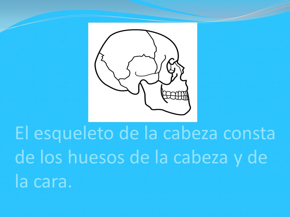 El esqueleto de la cabeza consta de los huesos de la cabeza y de la cara.
