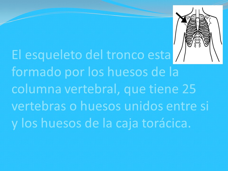 El esqueleto del tronco esta formado por los huesos de la columna vertebral, que tiene 25 vertebras o huesos unidos entre si y los huesos de la caja torácica.