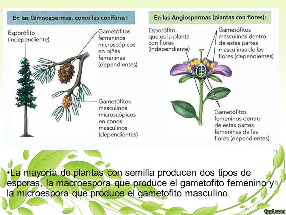 La mayoría de plantas con semilla producen dos tipos de esporas, la macroespora que produce el gametofito femenino y la microespora que produce el gametofito masculino