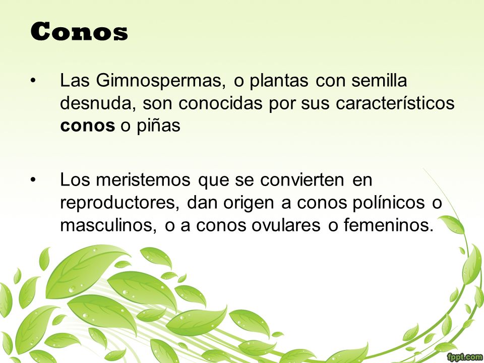 Conos Las Gimnospermas, o plantas con semilla desnuda, son conocidas por sus característicos conos o piñas.