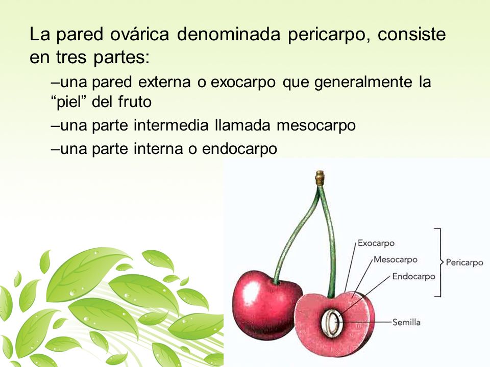 La pared ovárica denominada pericarpo, consiste en tres partes: