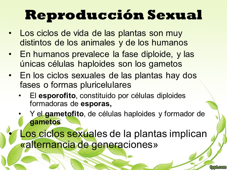 Reproducción Sexual Los ciclos de vida de las plantas son muy distintos de los animales y de los humanos.