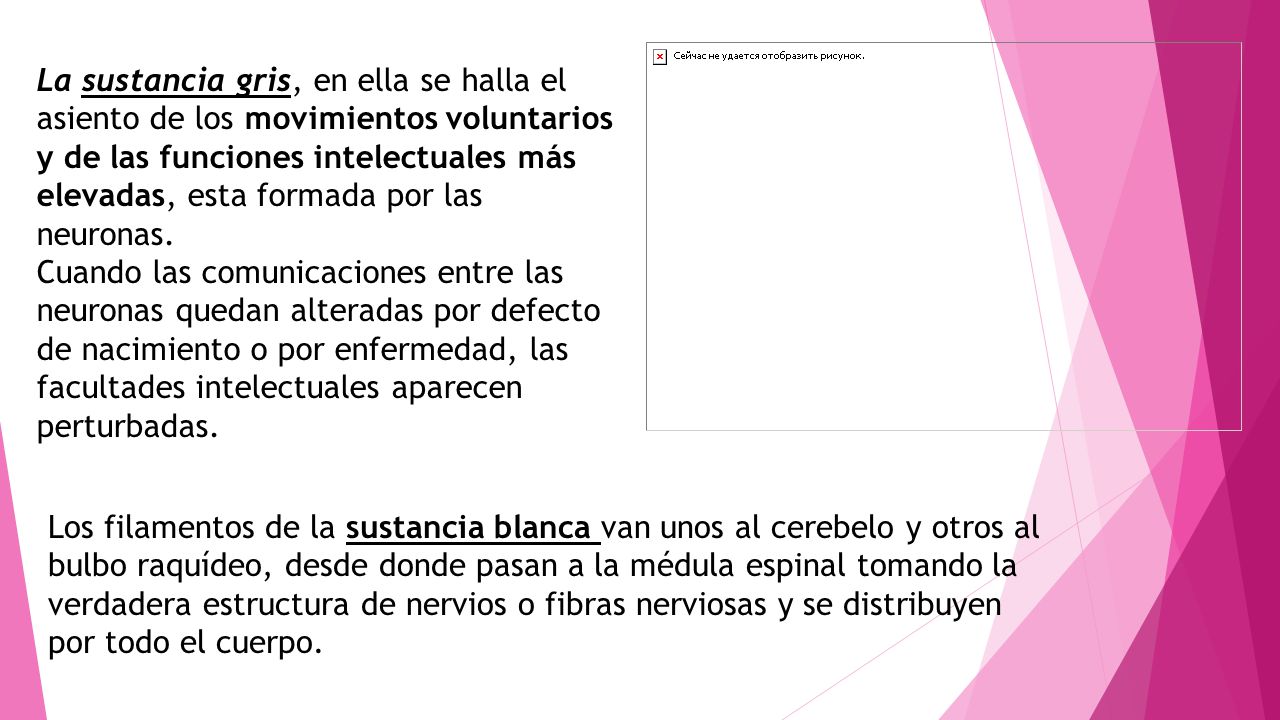 La sustancia gris, en ella se halla el asiento de los movimientos voluntarios y de las funciones intelectuales más elevadas, esta formada por las neuronas.