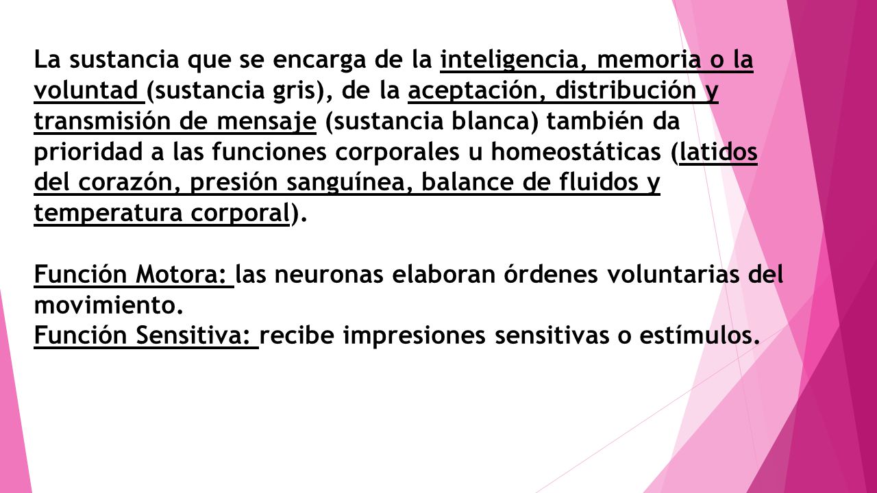 La sustancia que se encarga de la inteligencia, memoria o la voluntad (sustancia gris), de la aceptación, distribución y transmisión de mensaje (sustancia blanca) también da prioridad a las funciones corporales u homeostáticas (latidos del corazón, presión sanguínea, balance de fluidos y temperatura corporal).