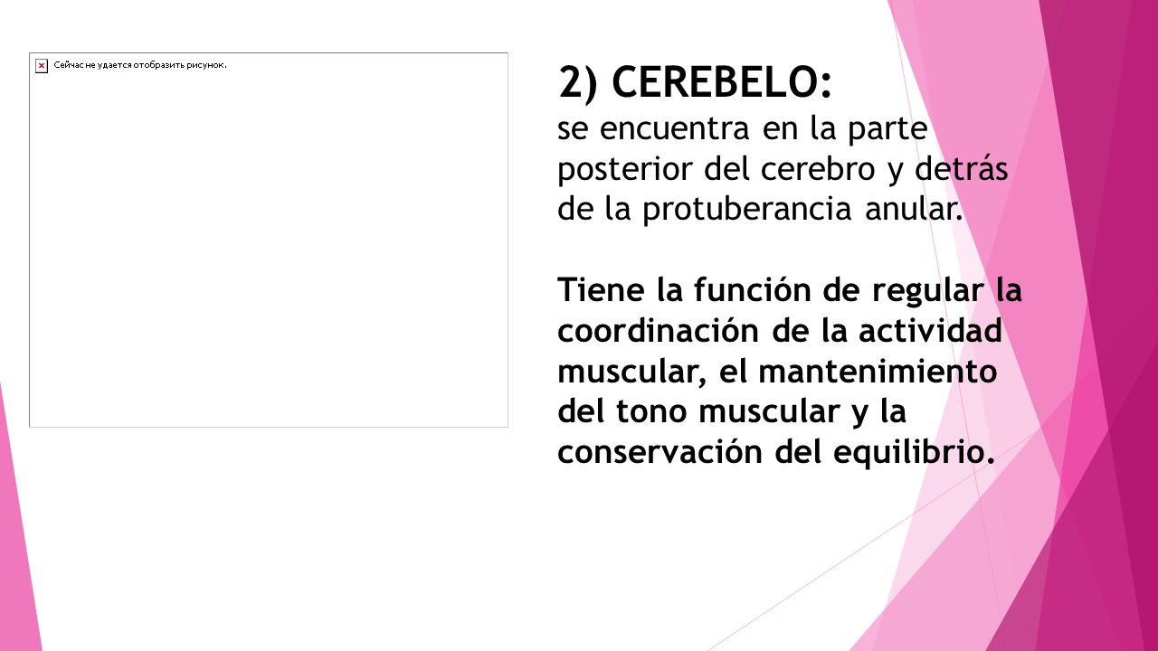 2) CEREBELO: se encuentra en la parte posterior del cerebro y detrás de la protuberancia anular.