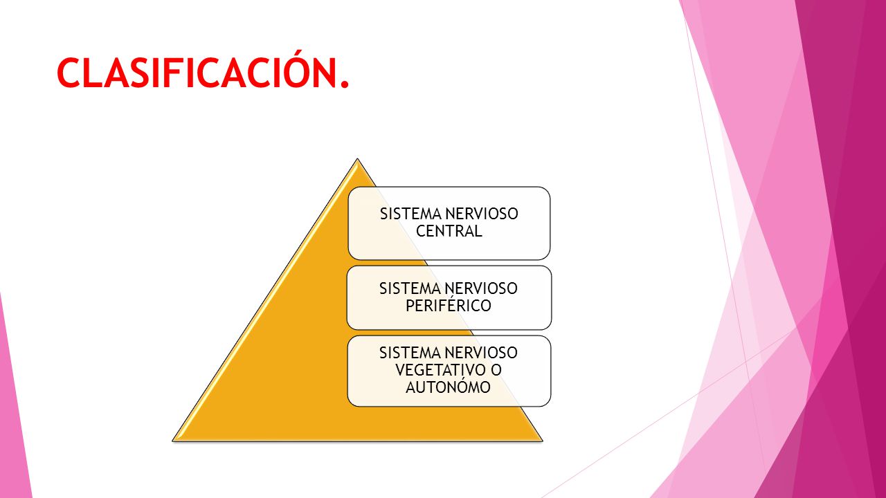 CLASIFICACIÓN. SISTEMA NERVIOSO CENTRAL SISTEMA NERVIOSO PERIFÉRICO