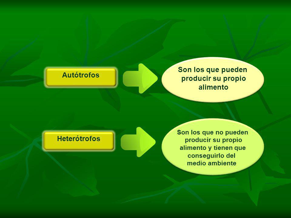 Son los que pueden producir su propio alimento Autótrofos Heterótrofos