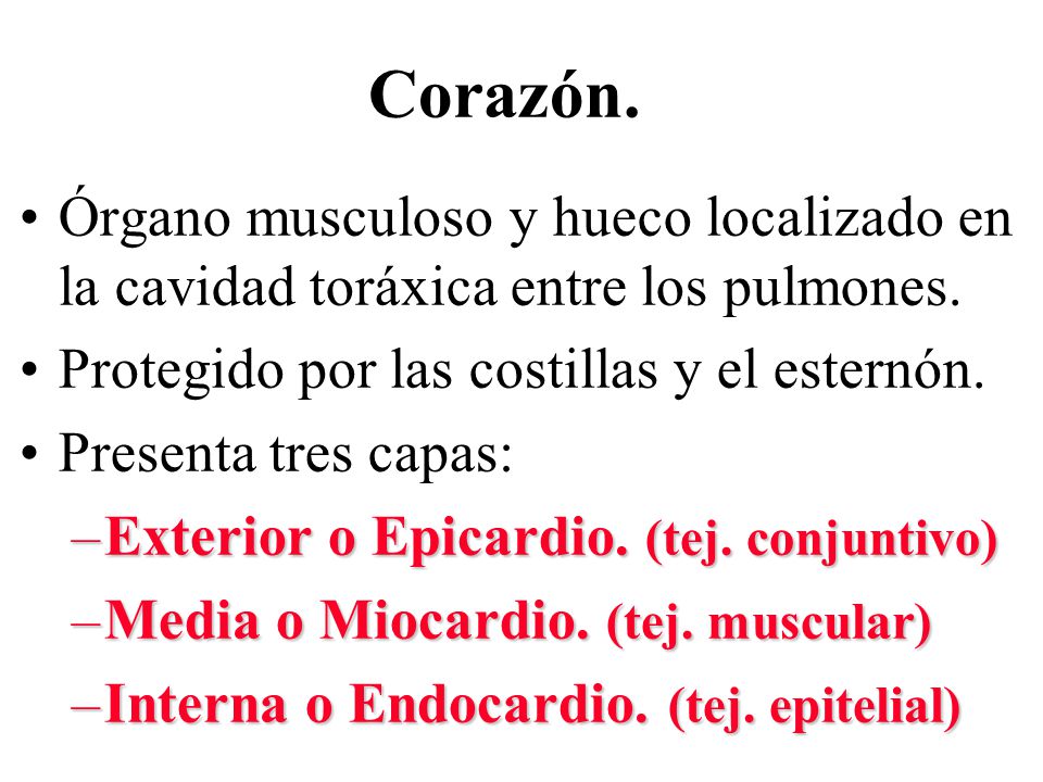Corazón. Órgano musculoso y hueco localizado en la cavidad toráxica entre los pulmones. Protegido por las costillas y el esternón.