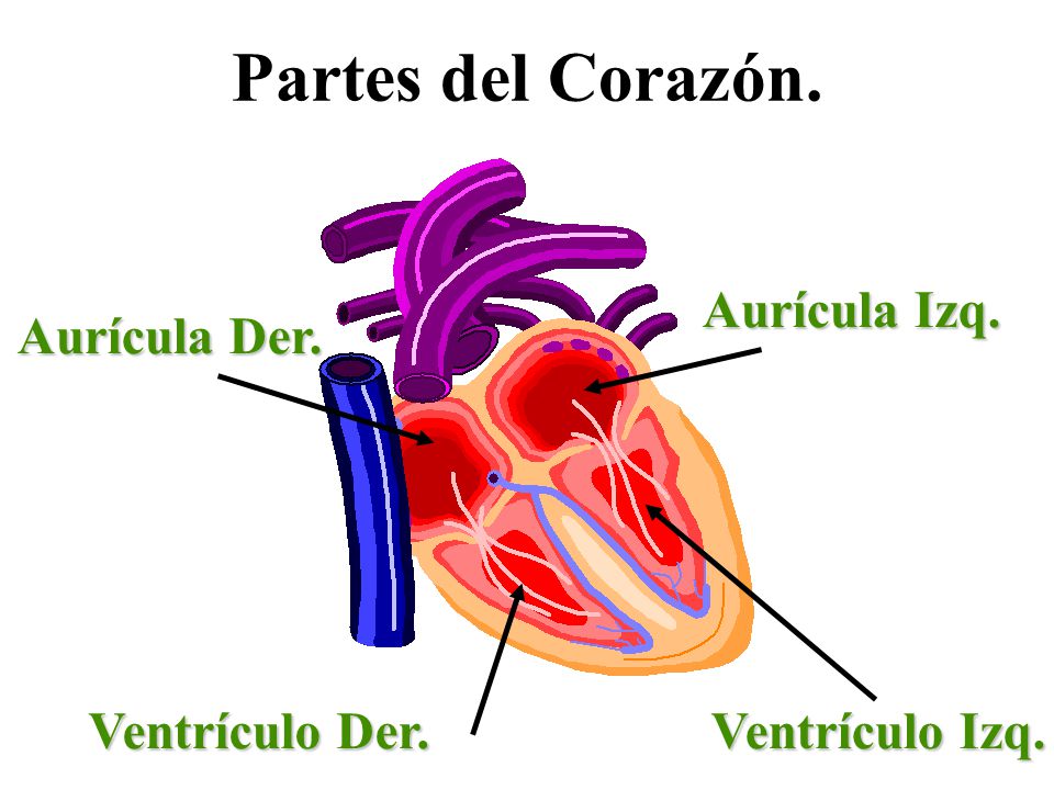 Partes del Corazón. Aurícula Izq. Aurícula Der. Ventrículo Der.