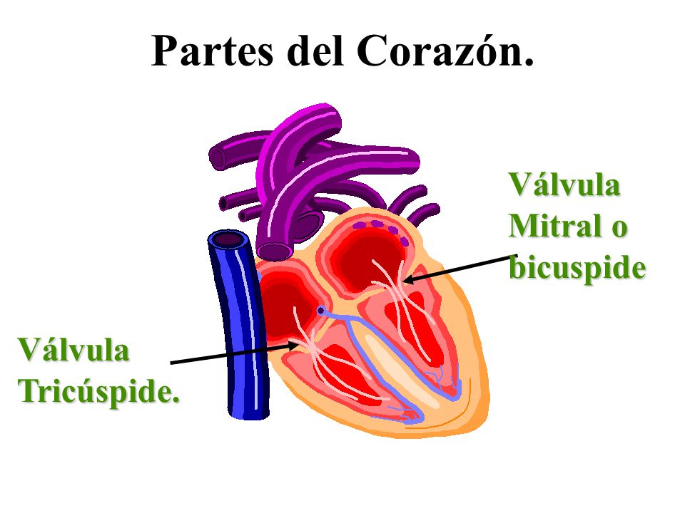 Partes del Corazón. Válvula Mitral o bicuspide Válvula Tricúspide.