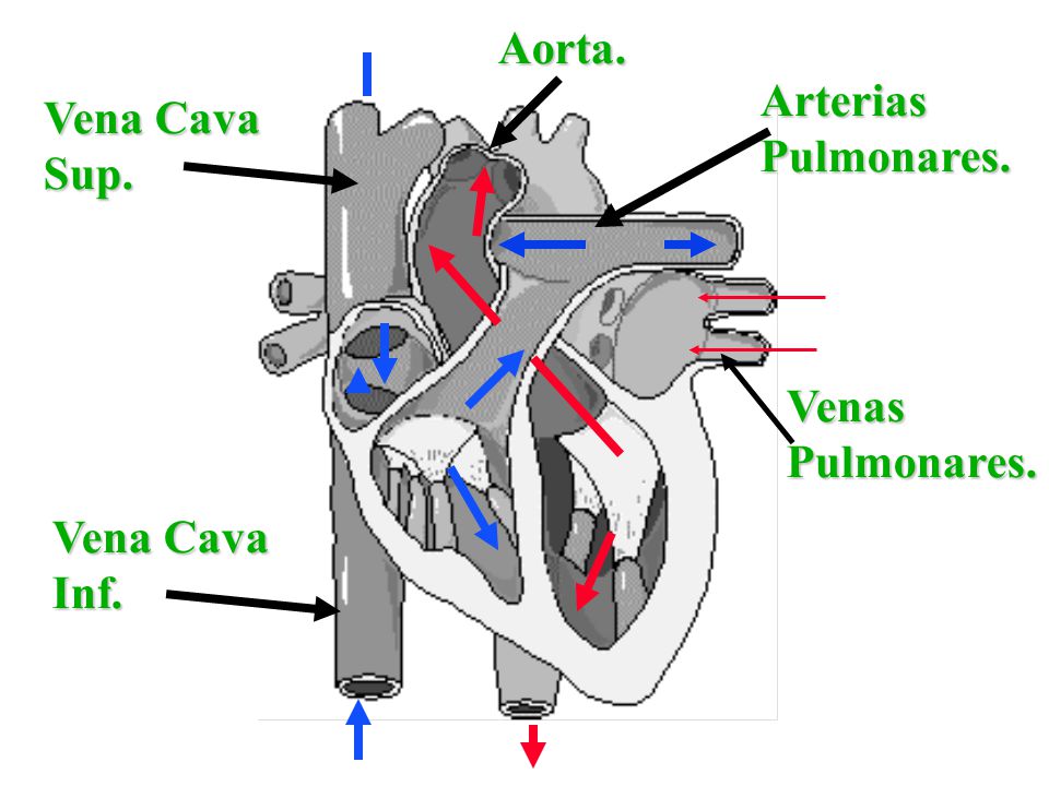 Aorta. Arterias Pulmonares. Vena Cava Sup. Venas Pulmonares. Vena Cava Inf.